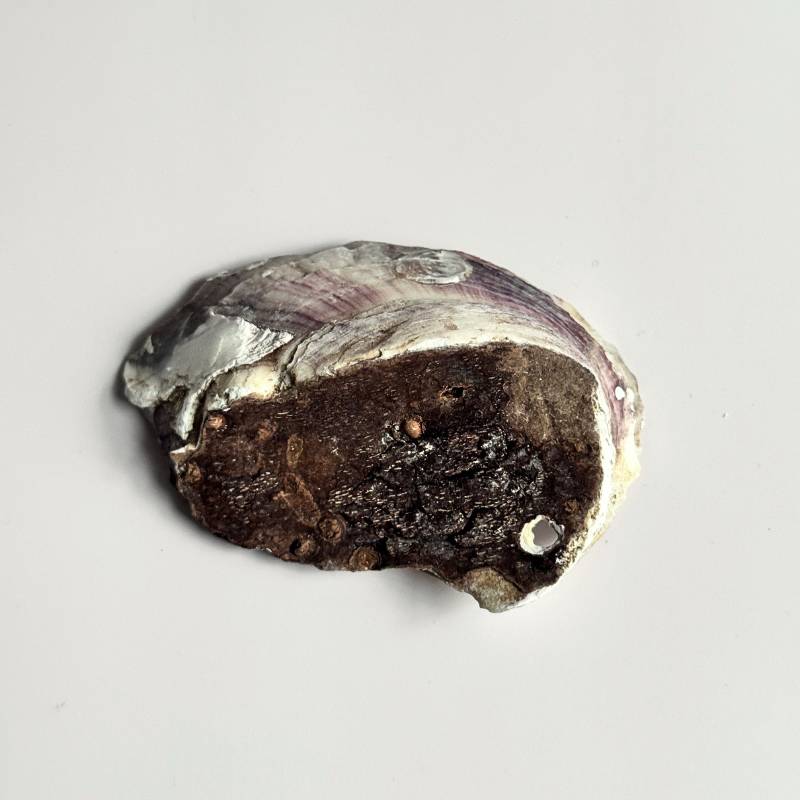 Hand-Painted Recycled Seashell Keychain